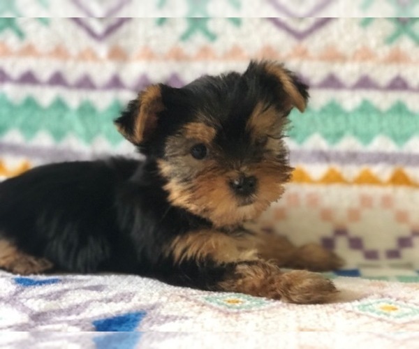 Medium Photo #1 Australian Yorkshire Terrier Puppy For Sale in CLAY, PA, USA