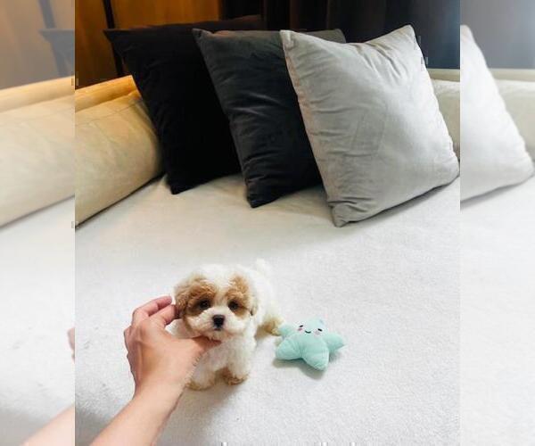 Medium Photo #2 Maltipoo Puppy For Sale in MIAMI BEACH, FL, USA