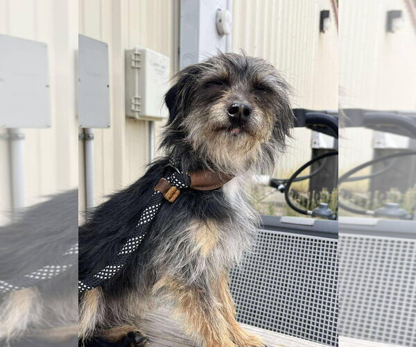 Medium Photo #3 Mutt Puppy For Sale in Canton, CT, USA