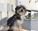 Small #2 Mutt