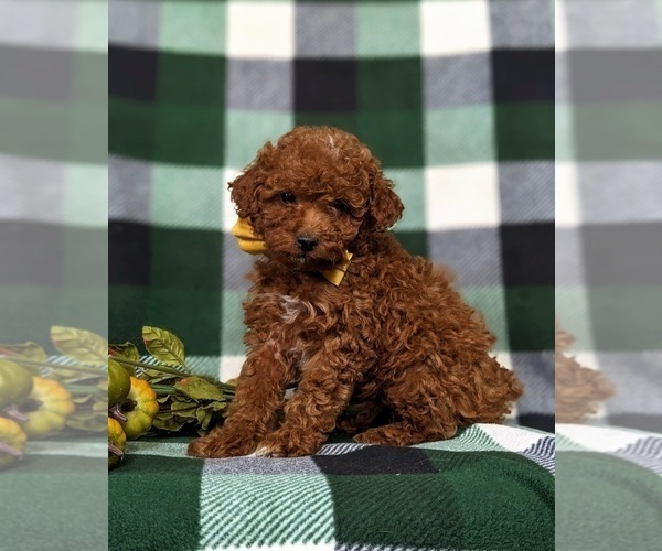 Medium Photo #1 Poodle (Toy) Puppy For Sale in GLEN ROCK, PA, USA
