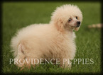 Small Photo #78 Poodle (Miniature) Puppy For Sale in COPPOCK, IA, USA
