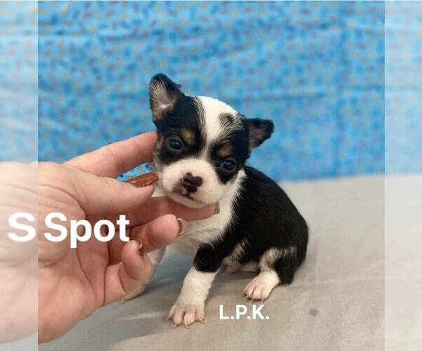 Medium Photo #1 Chihuahua Puppy For Sale in WINNSBORO, LA, USA