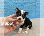Image preview for Ad Listing. Nickname: Tiny Spot male