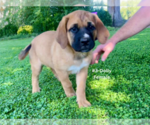 Small #10 American Mastiff-Saint Bernard Mix