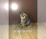 Small Photo #2 Poodle (Toy)-Yorkshire Terrier Mix Puppy For Sale in LAPEER, MI, USA