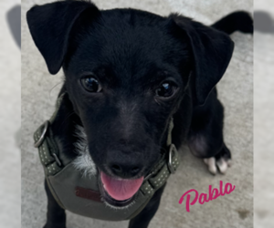 Chihuahua-Unknown Mix Dogs for adoption in HOUSTON, TX, USA