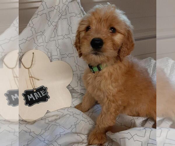 Medium Photo #6 Goldendoodle Puppy For Sale in COMMERCE, TX, USA