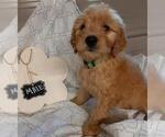 Small Photo #6 Goldendoodle Puppy For Sale in COMMERCE, TX, USA
