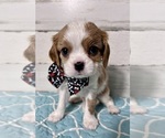 Puppy Charlie Cavalier King Charles Spaniel