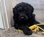 Puppy Marshall Labradoodle