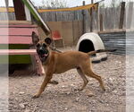 Small #5 Great Dane Mix