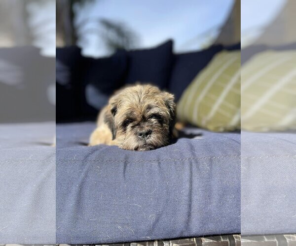Medium Photo #3 Shih Tzu Puppy For Sale in  Ramona, CA, USA