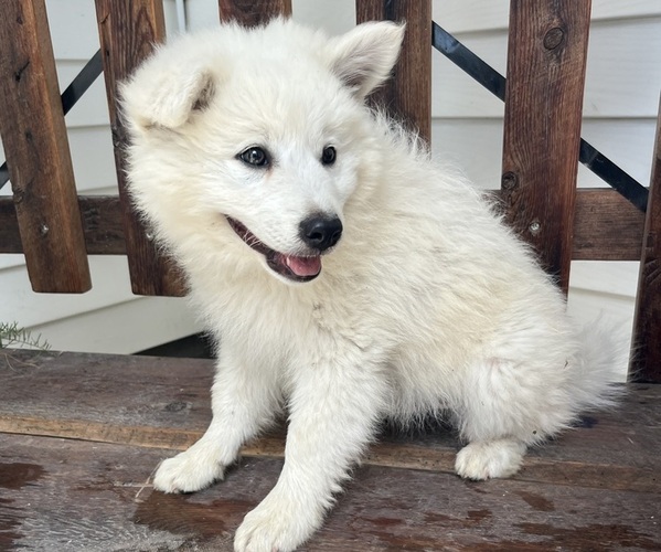 Medium Photo #1 American Eskimo Dog-Border-Aussie Mix Puppy For Sale in KALONA, IA, USA