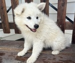 Puppy Puppy 3 American Eskimo Dog-Border-Aussie Mix