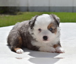 Small #2 Miniature Australian Shepherd