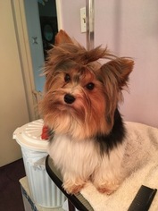 Father of the Yorkshire Terrier puppies born on 12/12/2018
