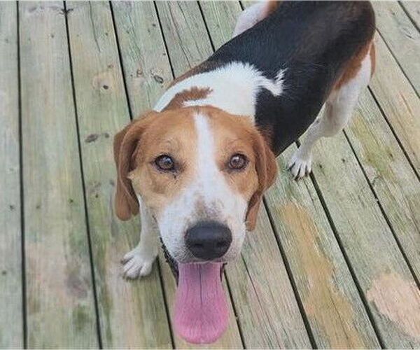 Medium Photo #31 Mutt Puppy For Sale in Murfreesboro, NC, USA
