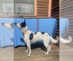 Small #1 Mutt