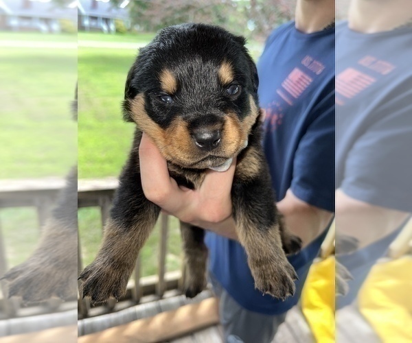 Medium Photo #7 Rottweiler Puppy For Sale in SYLVANIA, AL, USA