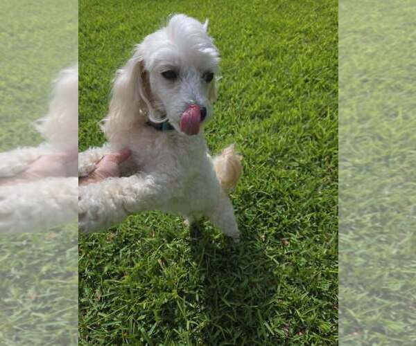Medium Photo #16 Cavapoo (Miniature) Puppy For Sale in Plantation, FL, USA