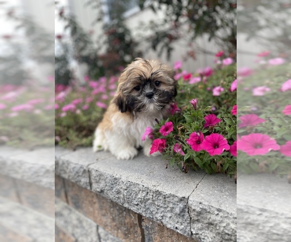 Medium Photo #8 Shih Tzu Puppy For Sale in CANOGA, NY, USA