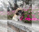 Small Photo #8 Shih Tzu Puppy For Sale in CANOGA, NY, USA