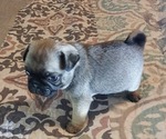 Small Photo #4 Pug Puppy For Sale in PENDLETON, OR, USA
