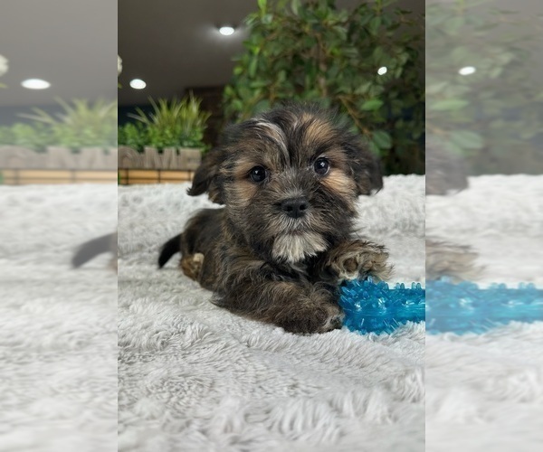 Medium Photo #2 Shorkie Tzu Puppy For Sale in GREENFIELD, IN, USA