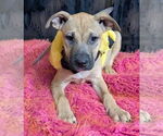 Small #5 American Pit Bull Terrier-Labrador Retriever Mix