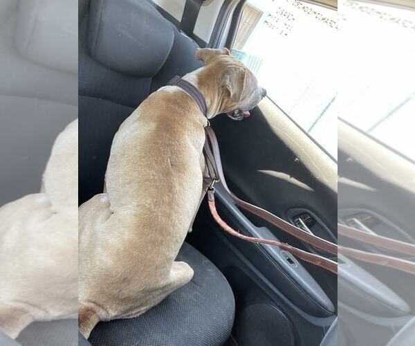 Medium Photo #6 Boxer-Unknown Mix Puppy For Sale in Escondido, CA, USA