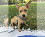 Small #10 Chiweenie