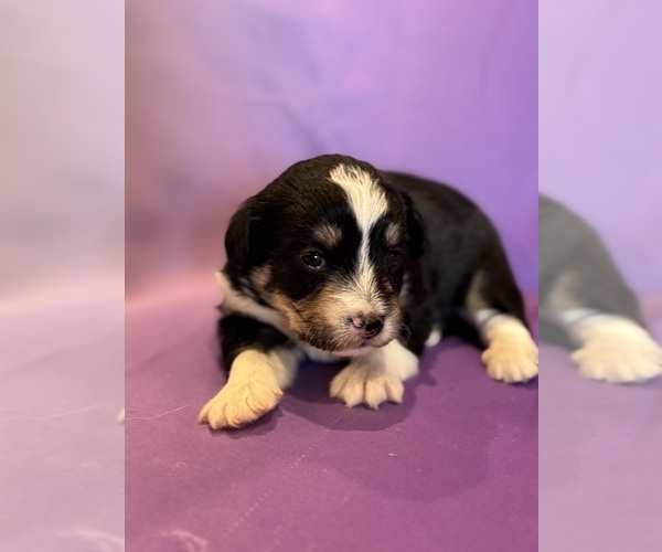 Medium Photo #6 Corgipoo Puppy For Sale in LONGMONT, CO, USA