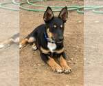 Small Photo #2 Australian Shepherd Puppy For Sale in Paso Robles, CA, USA