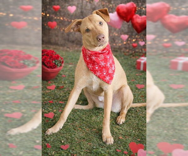 Medium Photo #4 Labrador Retriever-Unknown Mix Puppy For Sale in Genesee, WI, USA