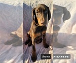 Small Photo #6 Doberman Pinscher Puppy For Sale in POMEROY, OH, USA