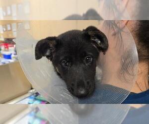 German Shepherd Dog Dog for Adoption in Riverside, California USA