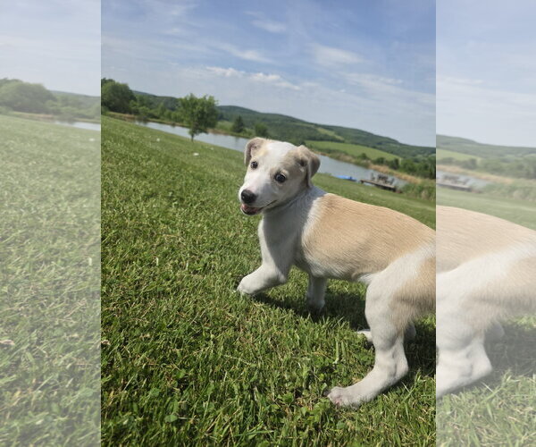 Medium Photo #1 Aussiedor Puppy For Sale in SHERBURNE, NY, USA