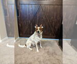 Small #1 Mutt