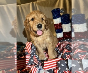 Goldendoodle (Miniature) Puppy for sale in CLEVELAND, OH, USA