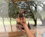 Small #10 Border Terrier-Chihuahua Mix