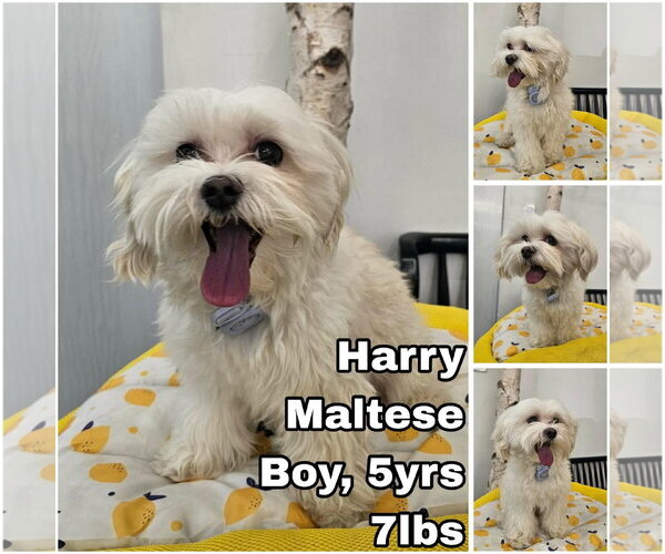 Medium Photo #1 Maltese Puppy For Sale in Seattle, WA, USA