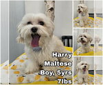 Small Maltese
