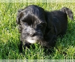 Small Photo #1 Havanese Puppy For Sale in HILLSBORO, OR, USA