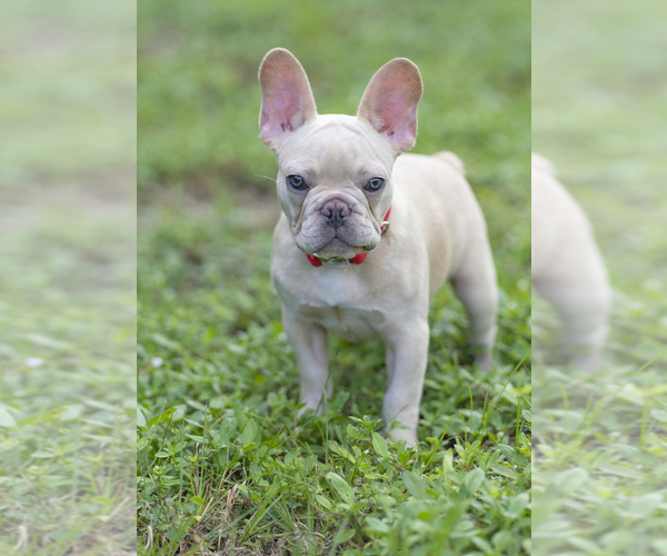 Medium Photo #3 French Bulldog Puppy For Sale in NAPLES, FL, USA