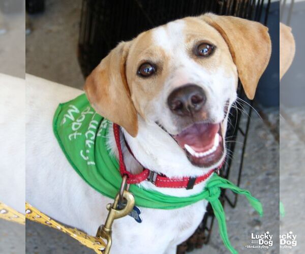 Medium Photo #7 Beagle-Unknown Mix Puppy For Sale in Washington, DC, USA