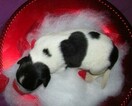 Small Photo #1 Newfoundland Puppy For Sale in CLINTON, AR, USA