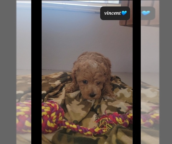 Medium Photo #3 Maltipoo (Toy) Puppy For Sale in TUCSON, AZ, USA