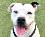 Small #8 American Staffordshire Terrier