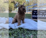 Small Photo #1 Golden Retriever-Poodle (Toy) Mix Puppy For Sale in LITHIA, FL, USA